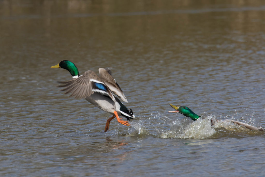 Kämpfende Stockerpel im Wasser