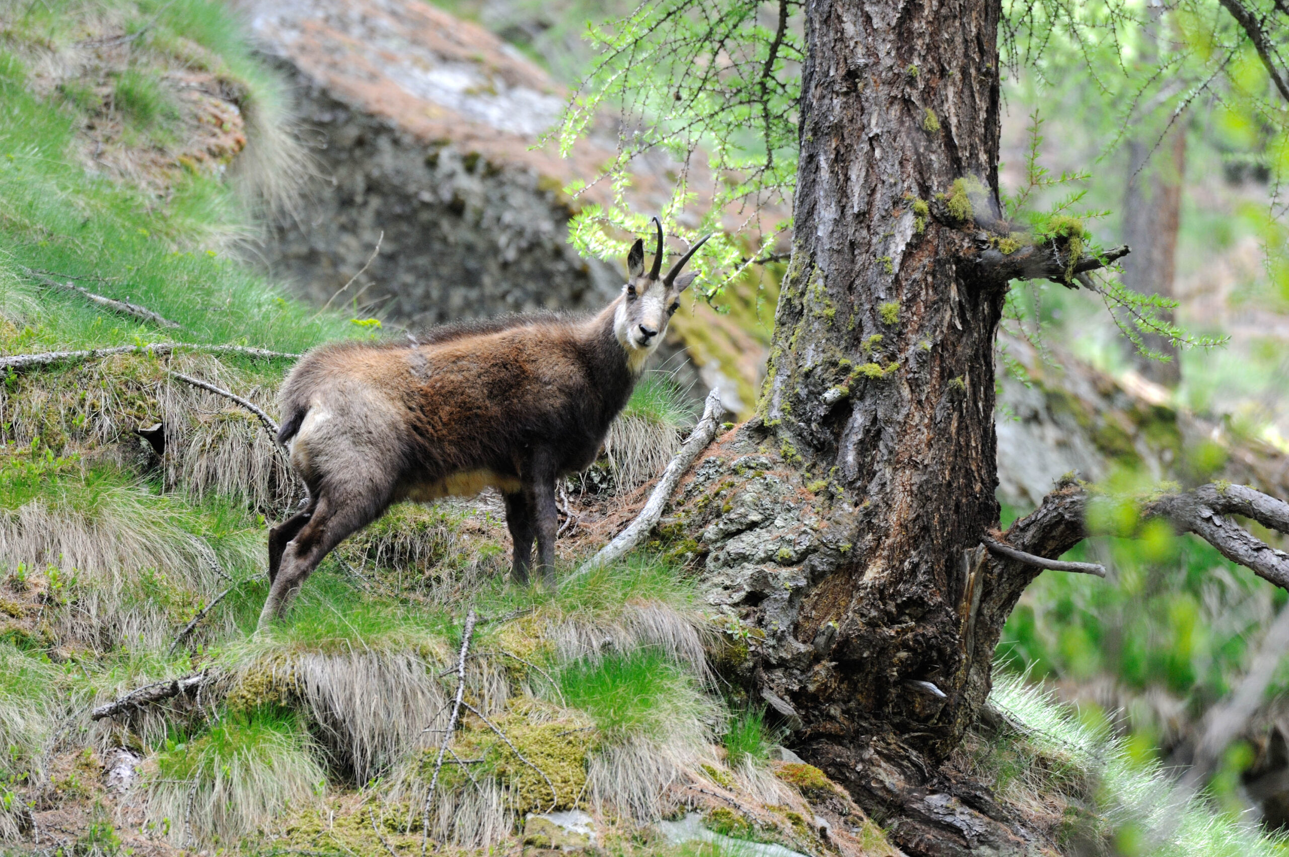Wild ist im Klimawandel