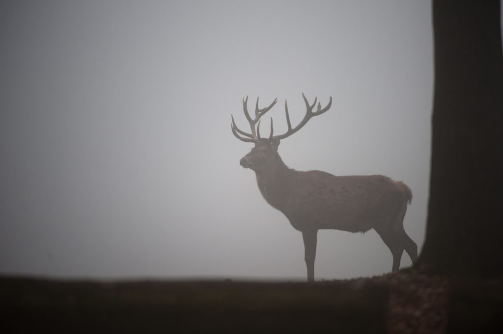 Rothirsch im Nebel.