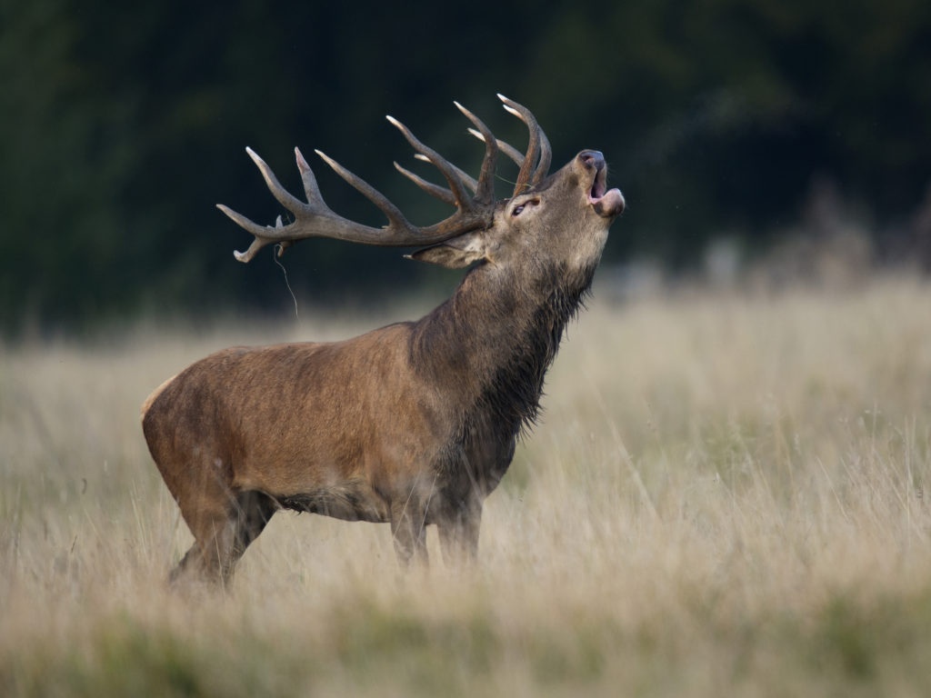 Röhrender Hirsch auf Wiese