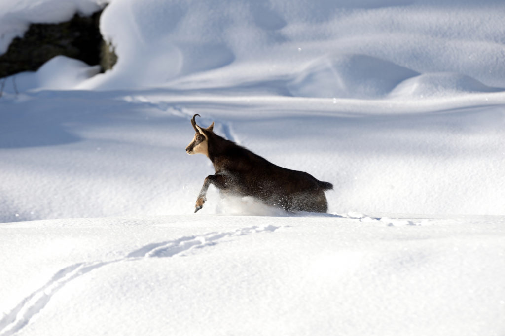 Gämse im Winter