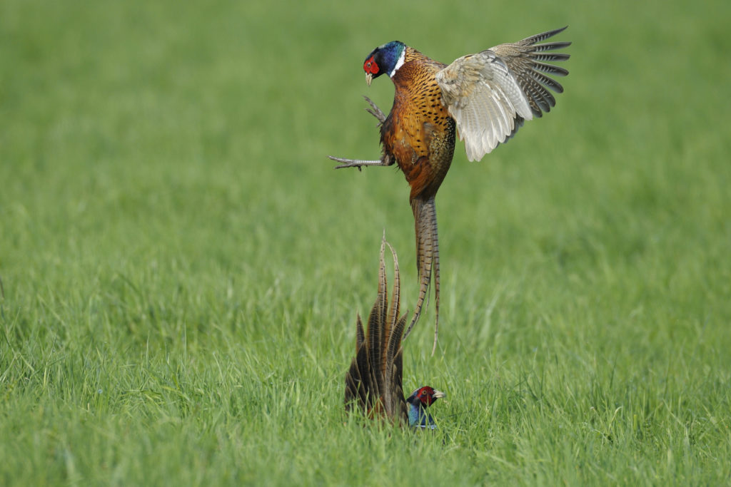 Kämpfende Fasane auf einem Feld