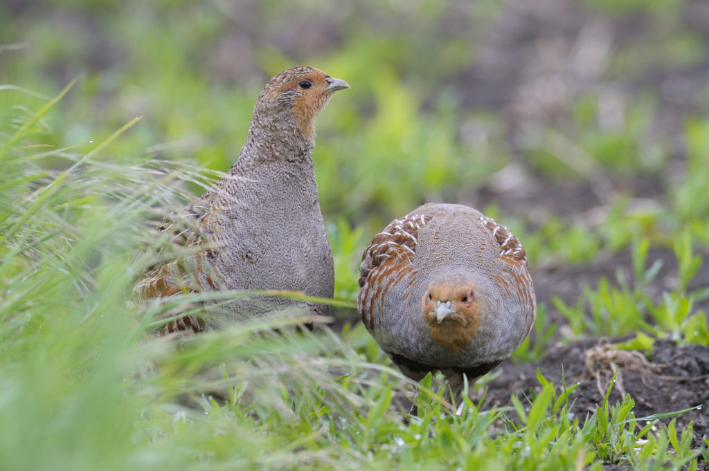 Rebhühner auf Feld