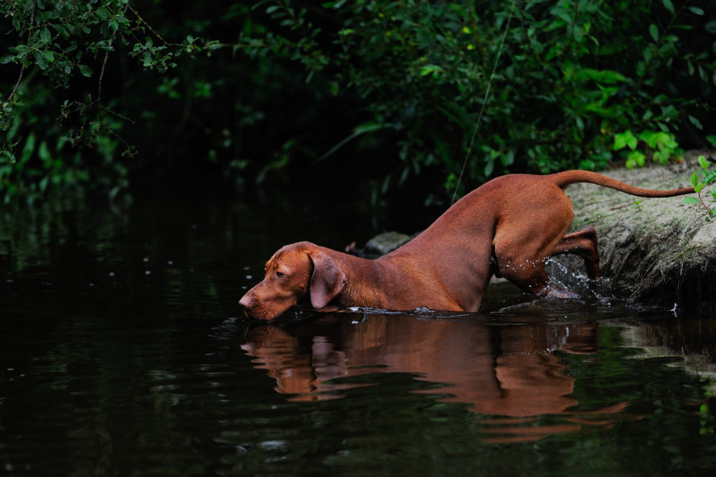 Magyar Vizsla-Hund im Wasser