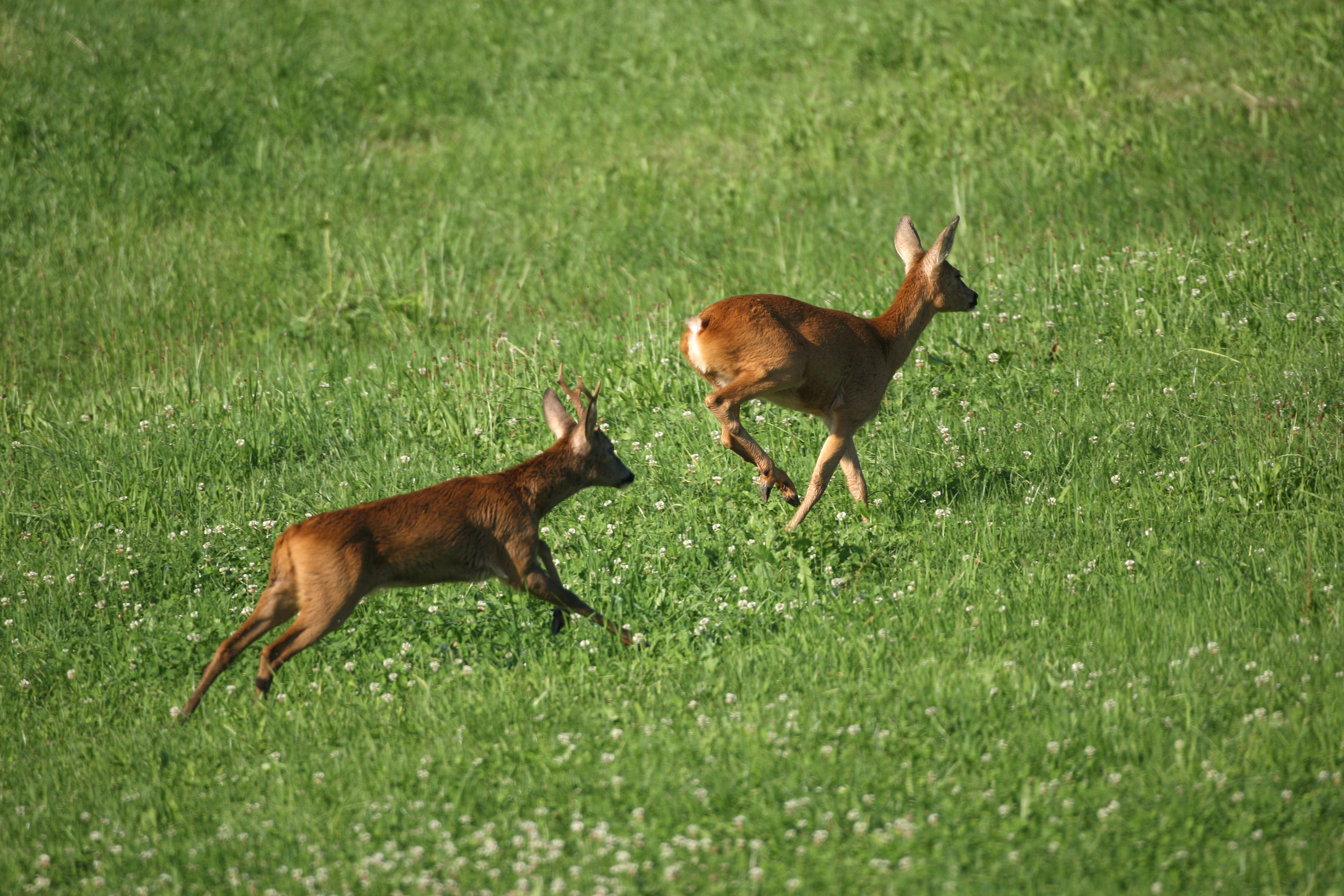 https://www.noejagdverband.at/wp-content/uploads/Bild-Rehbrunft_Credits-Dieter-Hopf.jpg