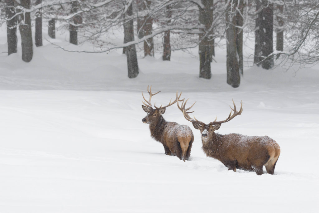 Zwei Rothirsche im Winter