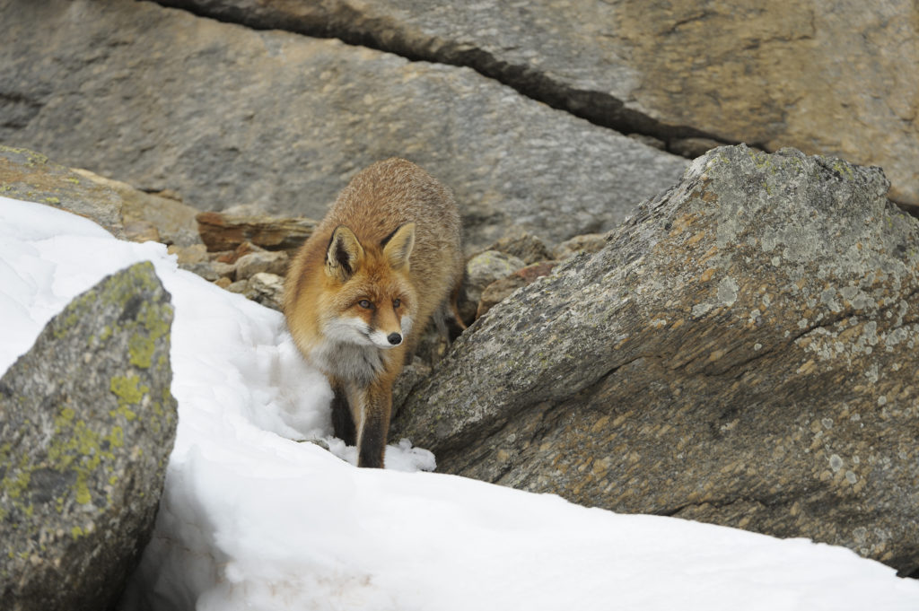 Fuchs zwischen Felsen im Winter