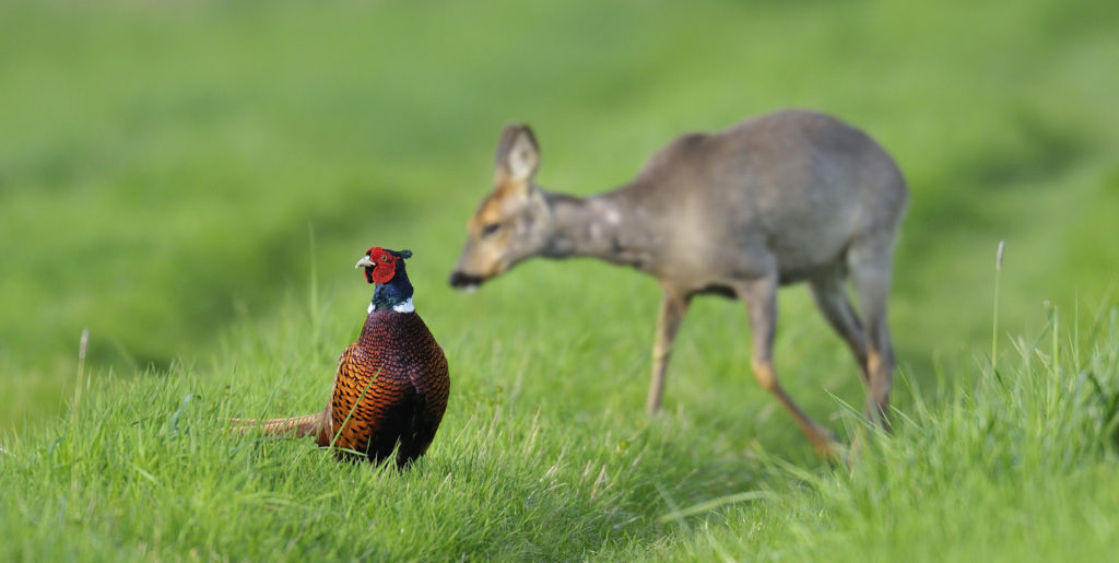 Fasan und Reh auf Wiese