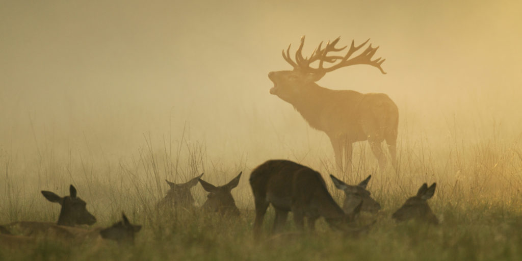 Röhrender Hirsch im Nebel