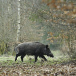 Wildschwein im Wald