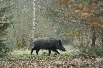 Wildschwein im Wald