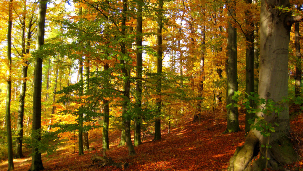 Wald im Herbst