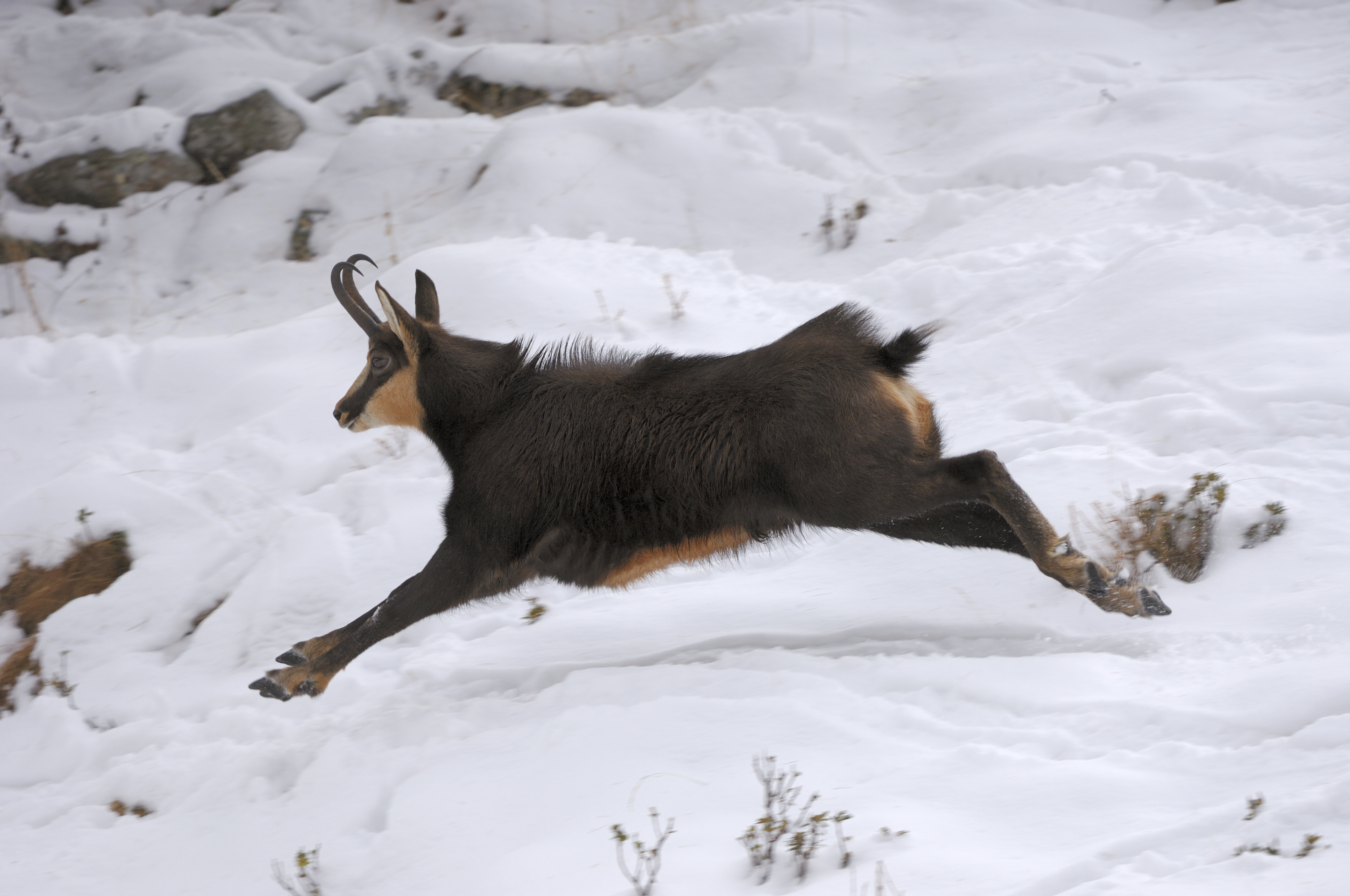 Jägerinnen und Jäger im Einsatz für Wildtiere - Niederösterreichischer  Landesjagdverband