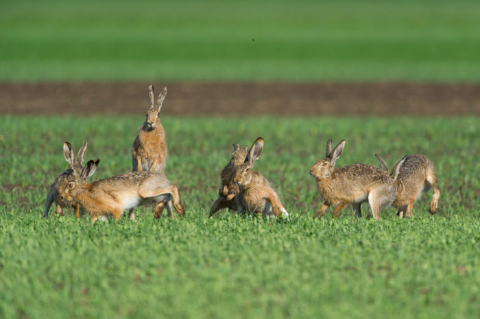 Wildtiermonitoring - Niederösterreichischer Landesjagdverband