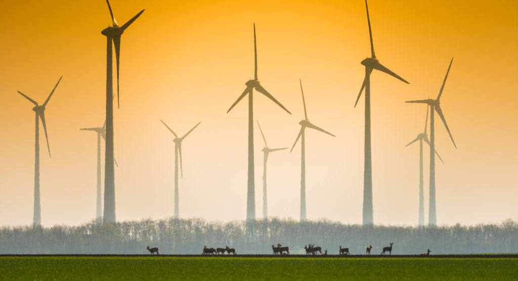 Wildtiere vor Windrädern in der Dämmerung