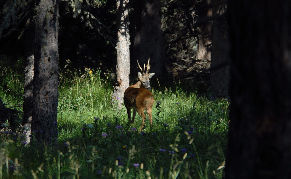 Rehbock im Wald