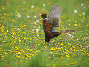 Fasan auf Wiese