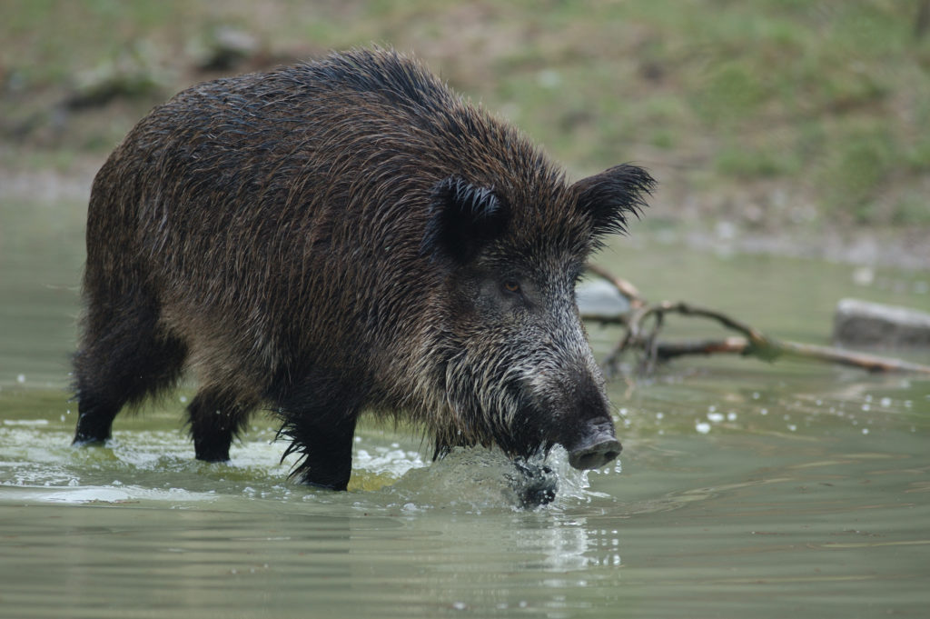 Schwarzwild oder Wildschwein im Wasser