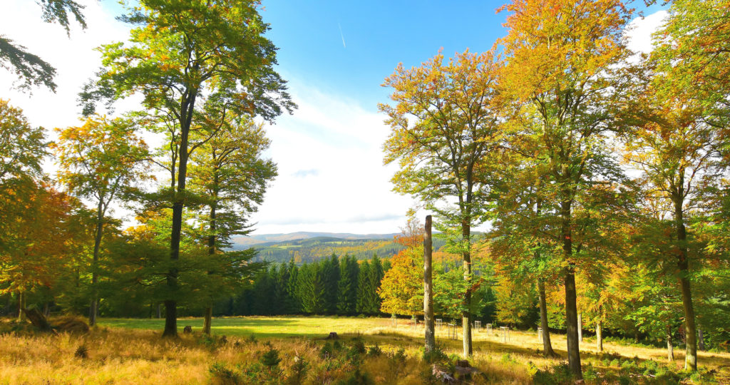 Waldrand im Herbst