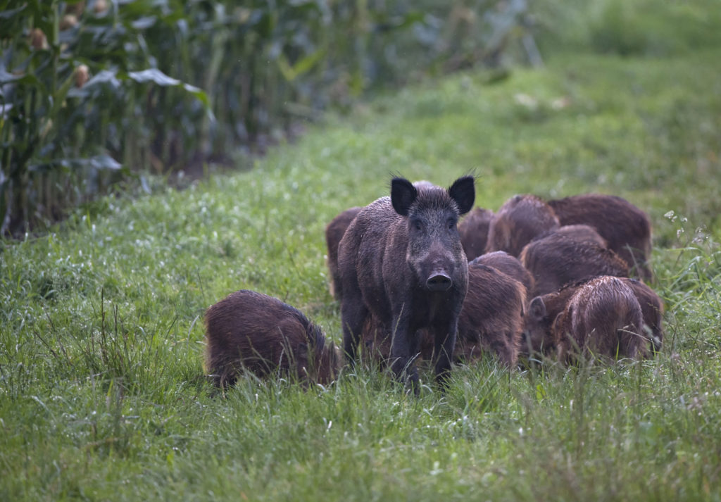 Wildschweinrotte vor Maisfeld