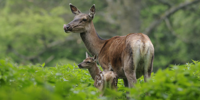 Rotwildtier und -kalb