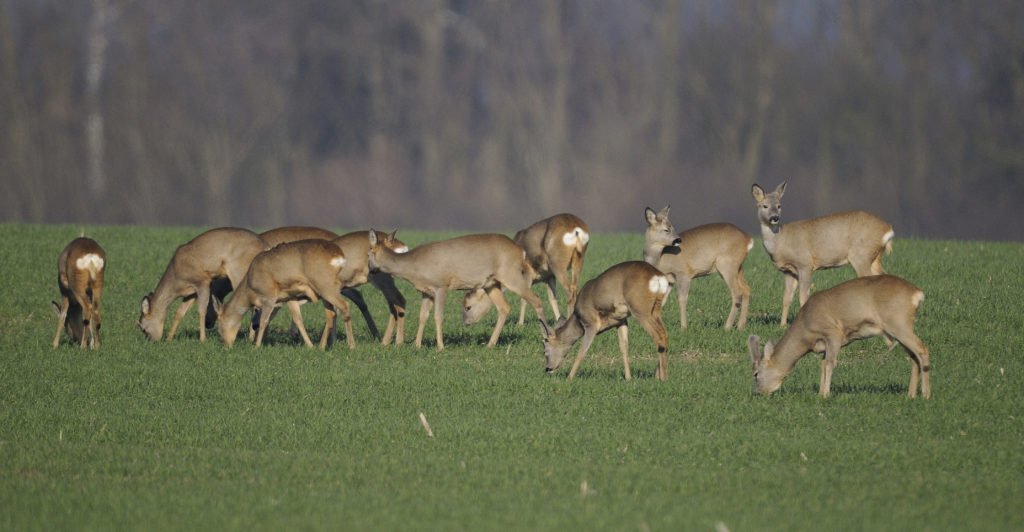 Rehe beim Äsen