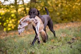 Jagdhund mit Beute